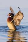 Wood duck male flapping wings in wetland, Marion County, Illinois. Art Print